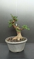 Pré Bonsai de Ulmus