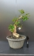 Pré Bonsai de Pitanga