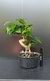 Pré Bonsai de Pitanga