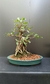 Bonsai de Ficus Microcarpa sobre rocha - 16 anos - comprar online