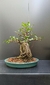 Bonsai de Ficus Microcarpa sobre rocha - 16 anos