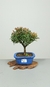 Bonsai de Myrtus 3 anos