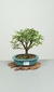 Bonsai de Caliandra Seloi rosa 4 anos