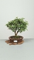 Bonsai de Mini Goiaba 4 anos