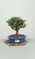 Bonsai de Serissa dobrada 4 anos