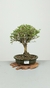 Bonsai de Serissa Chinesa 5 anos