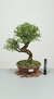 Bonsai de Serissa Chinesa 10 anos