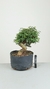 Pré Bonsai de Caliandra seloi