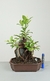 Bonsai de Ficus Microcarpa na rocha - comprar online