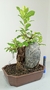 Bonsai de Ficus Microcarpa na rocha na internet