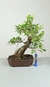 Bonsai de Ficus Microcarpa