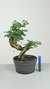 Pré Bonsai Pithecolobium (Piteco)