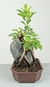 Bonsai de Ficus Microcarpa na rocha