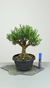 Pré Bonsai de Buxus Harlandi