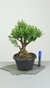 Pré Bonsai de Buxus Harlandi