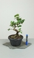 Pré Bonsai de Acerola