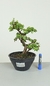 Pré Bonsai Portulacária Afra