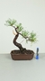 Pré Bonsai de Pinus Elliotti