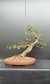 Bonsai Branquilho - 18 anos