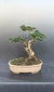 Bonsai de Micro Carmona - 14 anos