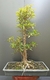 Pré bonsai de Ficus Nerifolia