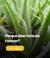 Banner de Aloeverapower