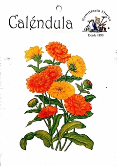 SEMILLAS DE CALENDULA FLORES - comprar online