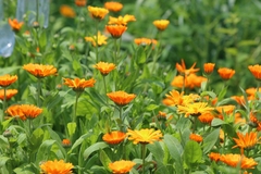 SEMILLAS DE CALENDULA FLORES en internet