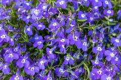 SEMILLAS DE FLORES LEBELIA en internet