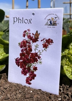 SEMILLAS DE FLORES PHLOX - comprar online