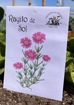 SEMILLAS DE FLORES RAYITO DE SOL - comprar online