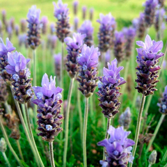 SEMILLAS DE LAVANDA en internet