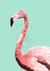 Pôster Flamingo