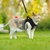 PetSecure Collar - A Coleira de Segurança para Animais de Estimação - comprar online