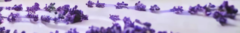 Banner da categoria Lavanda 120g