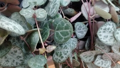 Ceropegia Woodii (Hilo de Corazones) - comprar en línea