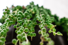 Senecio Rowleyanus (Rosario) - comprar en línea