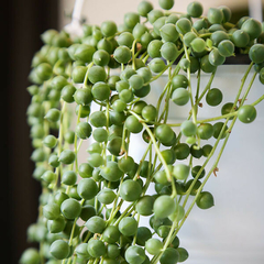 Senecio Rowleyanus (Rosario)