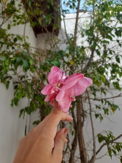 Presilha Borboleta Hibisco