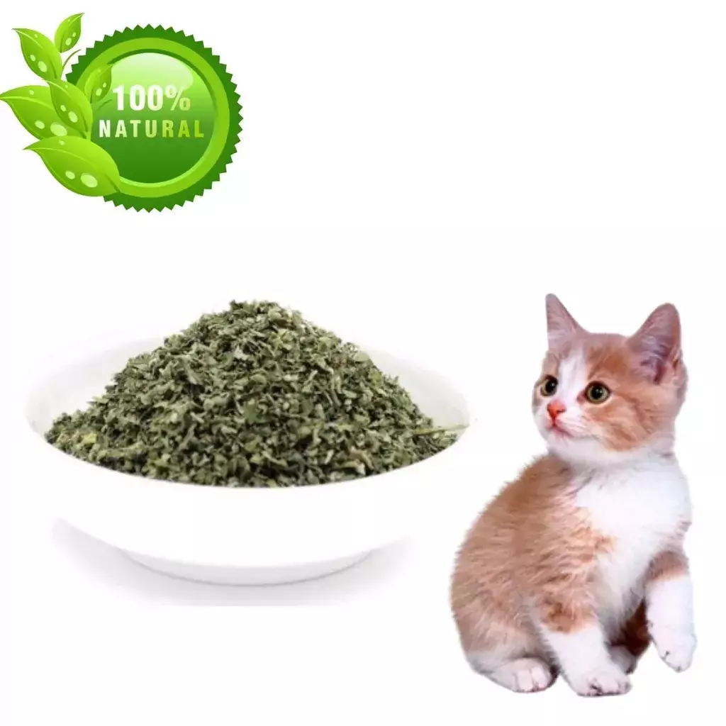 ERVA PARA GATOS: efeitos e benefícios do CATNIP 