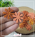 50 apliques Flor Margarida 2,5cm - eva glitter - comprar online