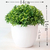 "Bonsai Artificial: Elegância em Miniatura para Transformar sua Casa com Pequenas Árvores e Flores Falsas em Encantadores Vasos Decorativos" FRETE GRÁTIS na internet