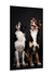 PLACA DECORATIVA - DUPLA PETS CACHORROS - ANIMAIS (ABI371DRPL)