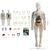 Brinquedo Educativo modelo de anatomia do corpo humano 3D para crianças (Produto importado) - Utilidades Domésticas, Roupas, Pet, Brinquedos e Eletrônicos Nacionais e Importados - Dropyess