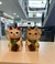 Dupla gatos maneki neko - loja online