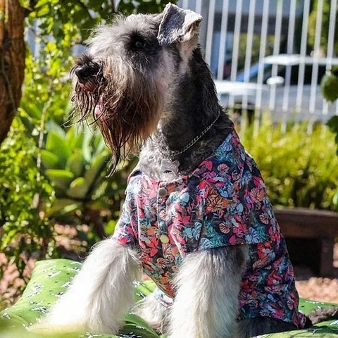 Camisa Xadrez de Tactel para Cachorro - Elite Moda Pet