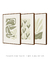 Conjunto 3 Quadros Decorativos Neutral Flower - comprar online