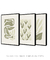 Conjunto 3 Quadros Decorativos Neutral Flower na internet