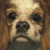 Uma parte da obra A King Charles Spaniel de Édouard Manet na internet