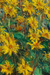 Uma parte da obra Jerusalem Artichoke Flowers de Claude Monet na internet